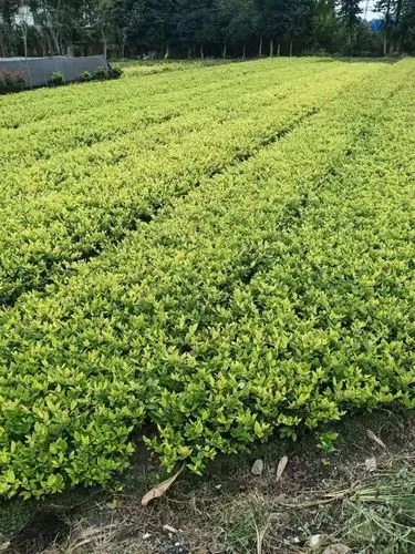 不惧时间和空间限制：家庭落地式单双杠随时随地锻炼身体